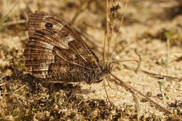 Wall Mural - Closeup on the Grayling butterfly, Hipparchia semele well camouflaged with closed wings