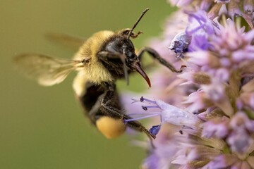 Sticker - Closeup shot of a Honey Bee on a flower during a summer evening