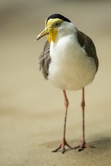 Wall Mural - Vertical shot of a Shorebird on blurry background