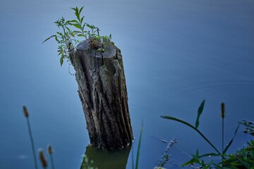 Wall Mural - Closeup of a stump in the water.