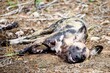 African wild dog (Lycaon pictus) lying on the ground