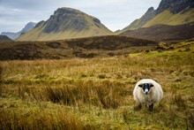 Scottish Sheep Grazing In The Quiraing On The Isle Of Skye, Scotland