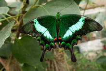 Close-up Of An Emerald Swallowtail Butterfly On A Plant, Malaysia
