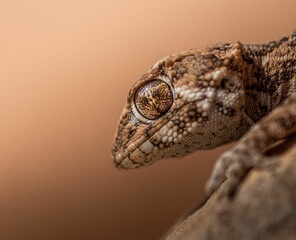 Poster - Closeup of a gecko on sand in Morocco.