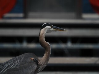 Wall Mural - Selective focus of a Great Blue Heron against a blurry background