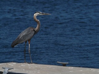Wall Mural - Selective focus of a Great Blue Heron on the boating dock against a blurry background of a river