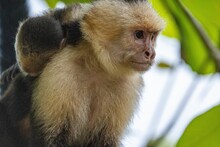 Closeup Of A White-faced Mother Capuchin Monkey Looking Aside, Quepos, Costa Rica