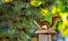 Closeup Of A Squirrel On A Wooden Pillar Under A Pine Tree