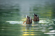 kacze kupry wystają z wody na stawie