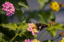 Side Selective Focus Of A Silver-spotted Skipper Standing On The Yellow And Pink West Indian Lantana