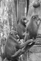 Poster - Closeup black and white shot of group of monkeys sitting on old wall in zoo