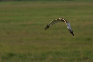 Wall Mural - Western marsh harrier (Circus aeruginosus)