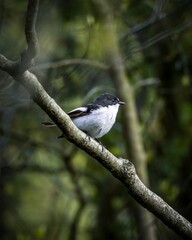 Poster - Selective focus shot of European pied flycatcher (ficedula hypoleuca) perched on branch