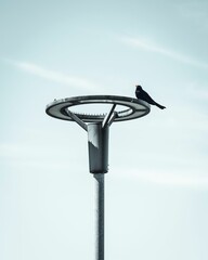 Canvas Print - Selective focus shot of European pied flycatcher (ficedula hypoleuca) perched on street lamp