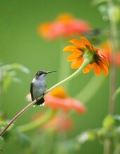 Ruby-throated Hummingbird (Archilochus Colubris) On A Flower In Green Background