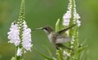 Side closeup of a Green thorntail near white Obedient plants with blurred background