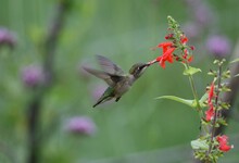 Selective Focus Of A Ruby-throated Hummingbird Near Tithonia, Blurred Background