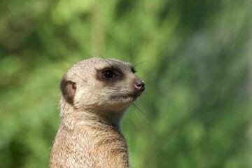 Sticker - Closeup shot of a meerkat in a forest during the day in Africa