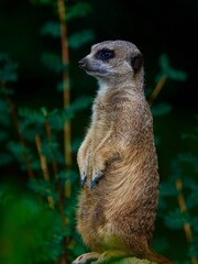 Canvas Print - Vertical shot of a meerkat in a forest during the day in Africa