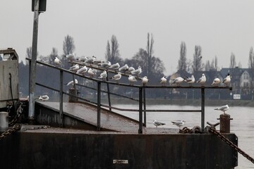 Poster - Small flock of seagulls perching on pier against the backdrop of the seascape on cloudy day