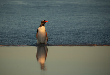 Wall Mural - Gentoo Penguin on the beach