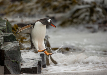 Wall Mural - penguin on the rocks