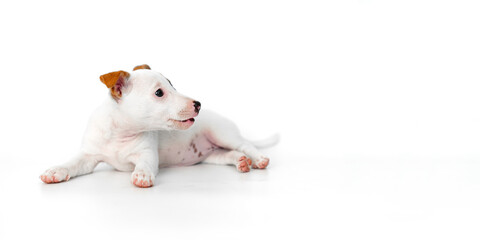 Wall Mural - jack russell terrier puppy on a white background. banner. place for inscription