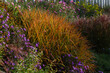 MISCANTHUS SINENSIS Purpurascens and autumn flowers. Ornamental grasses and cereals in the autumn garden