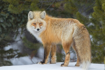 Wall Mural - winter red fox