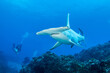 Great hammerhead shark with divers