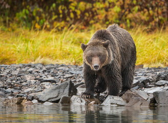 Wall Mural - brown bear in the forest