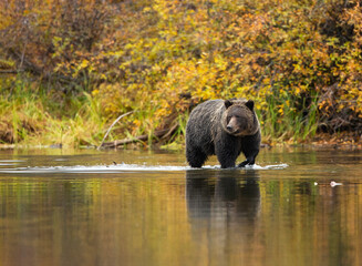 brown bear in the lake