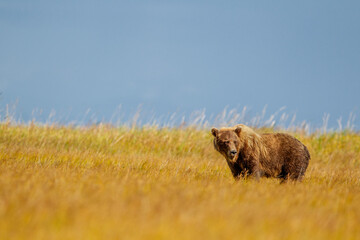 brown bear in the ltall grass