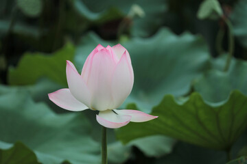 Wall Mural - a Lotus flower and Lotus flower plants