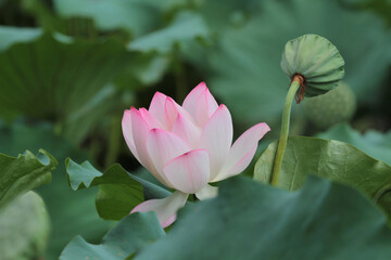 Wall Mural - a Lotus flower and Lotus flower plants