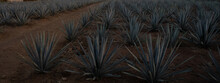 Agave Landscape Sunset, Tequila Background, 