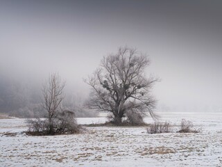 characteristic old landmark tree in the snow