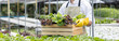 © Puwasit Inyavileart - Owner of the hydroponics vegetable garden holds a basket of vegetables in the greenhouse. Beautiful organic green and purple lettuce in the farm, Healthy fruits and vegan food concept.