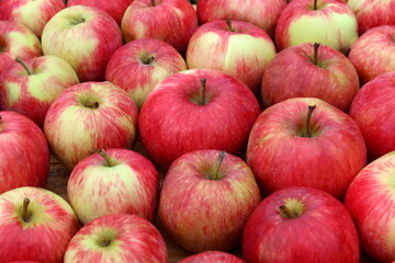 Wall Mural - Background of red apples lying in a big pile.