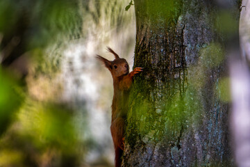 Wall Mural - Red squirrel in the tree