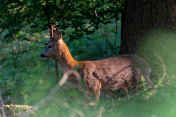 Wall Mural - Deer with antlers.Deer in the grass. Roe deer in the woods. Deer in the forest