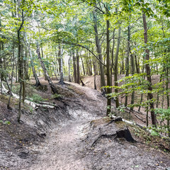 Sticker - path in the forest