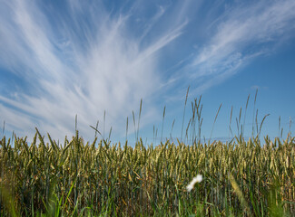 Poster - Natural wheat field.