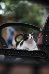 Poster - Vertical shot of an adorable black and white cat lying on a bench in a park