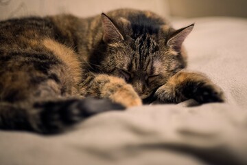 Poster - Shallow focus shot of a shorthair brown tabby cat sleeping on couch indoor with blur background