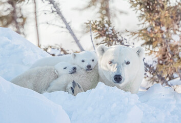 Wall Mural - polar bear in the snow