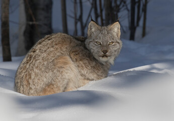 Wall Mural - lynx in snow