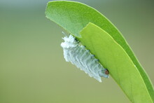 White Caterpillar Eating Green Leaves