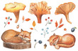 Watercolor set of sleeping foxes, chanterelles, leaves and berries. Botanical autumn illustrations isolated on white.