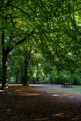 Wall Mural - Picnic are in autumn at the forest.